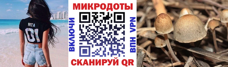 Псилоцибиновые грибы Psilocybe  наркошоп  Нерехта 